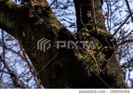 cherry blossom trunk and buds 100640468