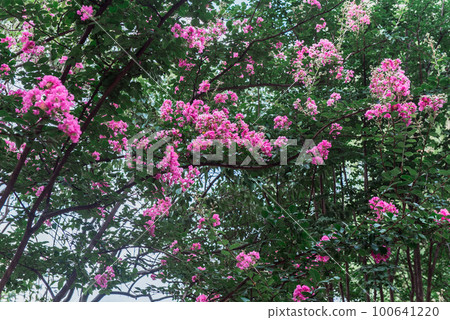 Zhejiang Jiaxing South Lake Scenic Park show Park 100641220