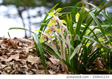 春蘭花 春蘭花 100641233
