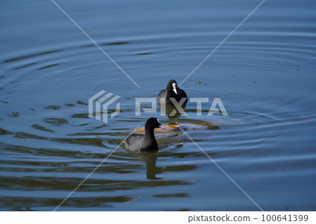 A pair of coots eat aquatic plants for breakfast A pair of coots eat aquatic plants for breakfast 100641399