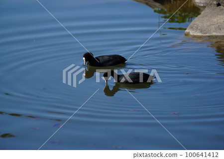 A pair of coots eat aquatic plants for breakfast A pair of coots eat aquatic plants for breakfast 100641412