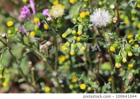 Yellow flowers and white seeds of Phyllanthus perforatum blooming in a field in early spring in Japan 100641844