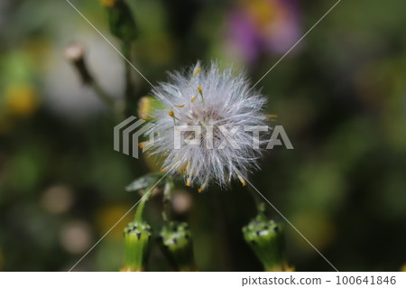 Yellow flowers and white seeds of Phyllanthus perforatum blooming in a field in early spring in Japan Yellow flowers and white seeds of Phyllanthus perforatum blooming in a field in early spring in Japan 100641846