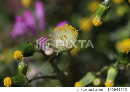 Yellow flowers and white seeds of Phyllanthus perforatum blooming in a field in early spring in Japan Yellow flowers and white seeds of Phyllanthus perforatum blooming in a field in early spring in Japan 100641850