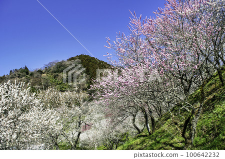 Kogesawa Plum Grove, Takao Umego, Hachioji City, Tokyo 100642232
