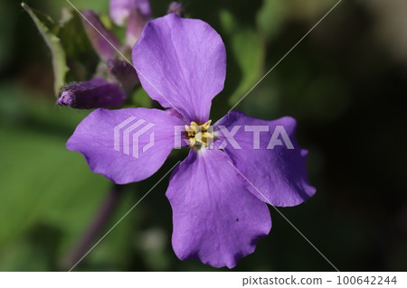 Purple purple hanahana flowers blooming in a field in early spring in Japan Purple purple hanahana flowers blooming in a field in early spring in Japan 100642244