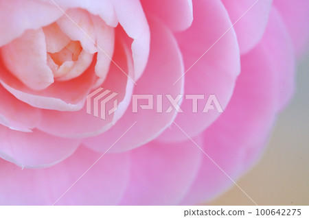 Close-up of camellia flower Close-up of camellia flower 100642275