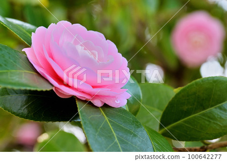 Close-up of camellia flower Close-up of camellia flower 100642277
