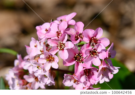 Himalaya Yukinoshita Himalaya Yukinoshita 100642456
