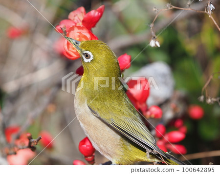 Japanese white-eye with pollen all over its face and sucking the nectar of a Japanese quince flower 100642895