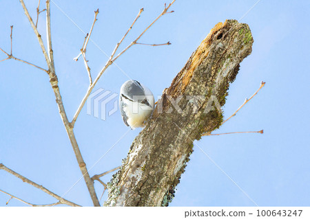 Nuthatch (fifty sparrows) Nuthatch (fifty sparrows) 100643247