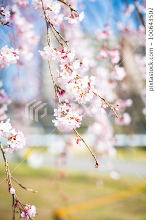 Weeping cherry blossoms in full bloom Weeping cherry blossoms in full bloom 100643502