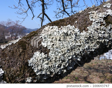 Lichen "Parmotrema tinctorum" that occurred on the trunk of cherry blossoms 100643747