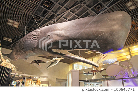 國立科學博物館抹香鯨全身骨骼標本與半身模型 100643771