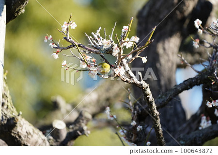 White-eye eating nectar from plum blossoms in full bloom early in the morning on a sunny day 100643872
