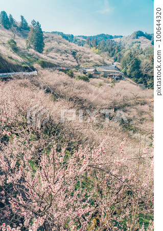 奈良狩野梅林 梅之花 100644320