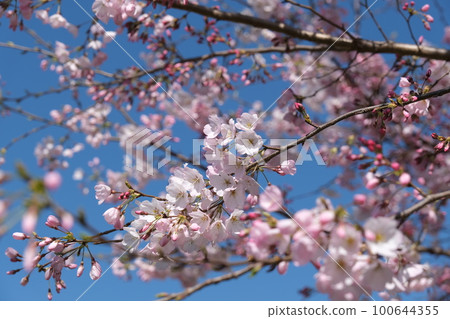 When I see cherry blossoms, I think I will do my best again this year in the new year. The combination of blue sky and cherry blossoms is my favorite season of the year. 100644355