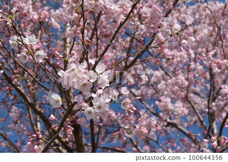 When I see cherry blossoms, I think I will do my best again this year in the new year. The combination of blue sky and cherry blossoms is my favorite season of the year. When I see cherry blossoms, I think I will do my best again this year in the new year. The combination of blue sky and cherry blossoms is my favorite season of the year. 100644356