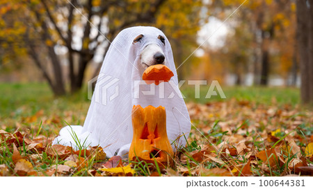 Jack Russell Terrier dog in a ghost costume puts a pumpkin cap on a jack-o-lantern in the autumn forest.  100644381