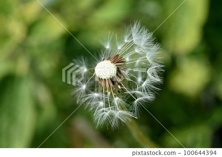 White banana dandelion 100644394