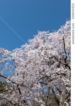 盛開的垂枝櫻花和藍天三月六義園，文京區，東京 100644450