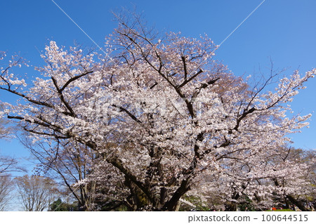Blue sky and cherry blossoms, full bloom Blue sky and cherry blossoms, full bloom 100644515