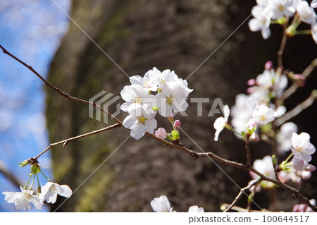 櫻花盛開 櫻花盛開 100644517