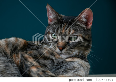 Close-Up Of Muzzle Of Tabby Cat 100644595