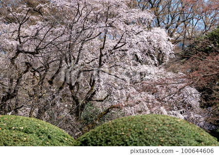 Weeping cherry blossoms in full bloom March Rikugien, Bunkyo-ku, Tokyo Weeping cherry blossoms in full bloom March Rikugien, Bunkyo-ku, Tokyo 100644606