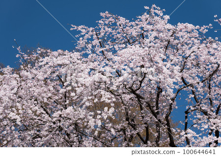 盛開的垂枝櫻花和藍天三月六義園,文京區,東京 盛開的垂枝櫻花和藍天三月六義園,文京區,東京 100644641