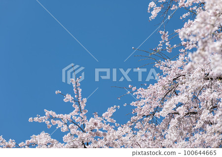 盛開的垂枝櫻花和藍天三月六義園,文京區,東京 盛開的垂枝櫻花和藍天三月六義園,文京區,東京 100644665
