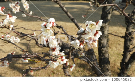Plum blossom  100645085
