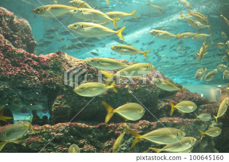 觀賞魚 100645160