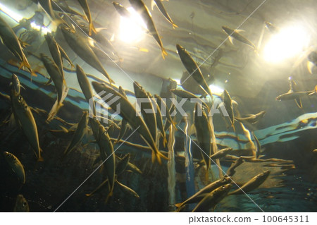 觀賞魚 100645311