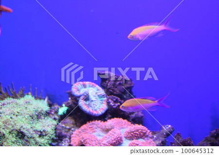 觀賞魚 100645312