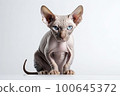Sphinx cat. Generative AI. 100645372