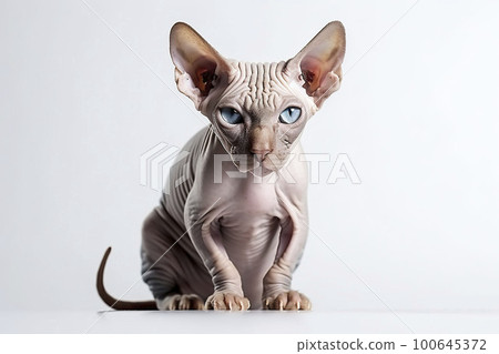 Sphinx cat. Generative AI. 100645372