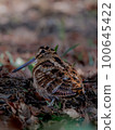 Woodcock of Mt. Rokko 100645422