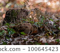 Tiger Thrush and Woodcock 100645423