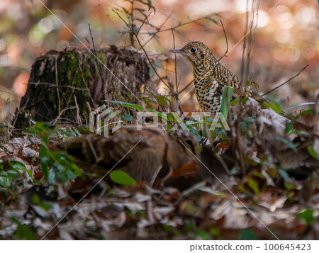 Tiger Thrush and Woodcock Tiger Thrush and Woodcock 100645423