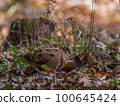 woodcock and tiger thrush 100645424
