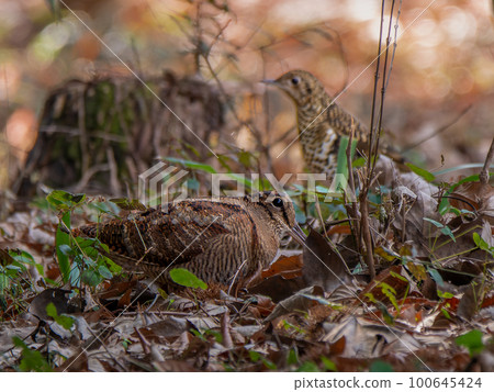 woodcock and tiger thrush 100645424