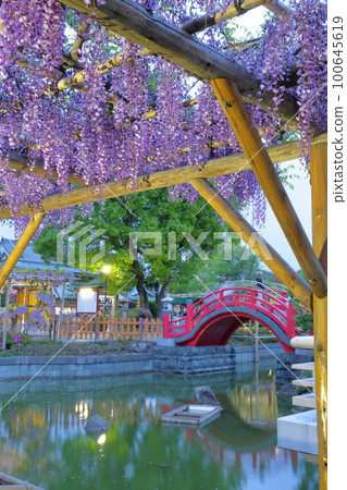 龜戶天神紫藤花 100645619