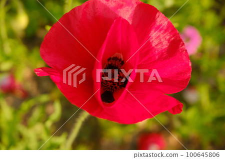 Poppy flowers Poppy flowers 100645806