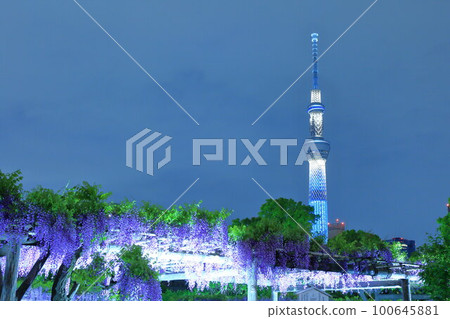 龜戶天神富士花和天空樹 龜戶天神富士花和天空樹 100645881