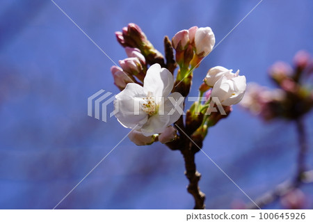 Yoshino cherry tree Yoshino cherry tree 100645926