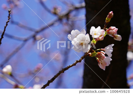 Yoshino cherry tree Yoshino cherry tree 100645928