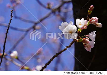 Yoshino cherry tree 100645929