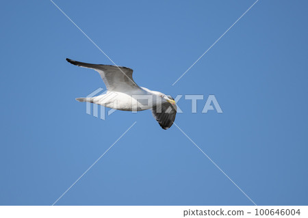 Slaty-backed gull 01 flying in the blue sky in winter 100646004
