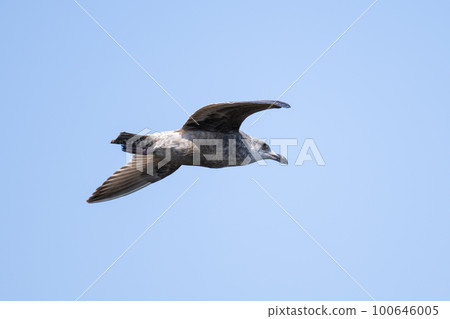 Young slaty-backed gulls flying in the blue sky in winter Young slaty-backed gulls flying in the blue sky in winter 100646005